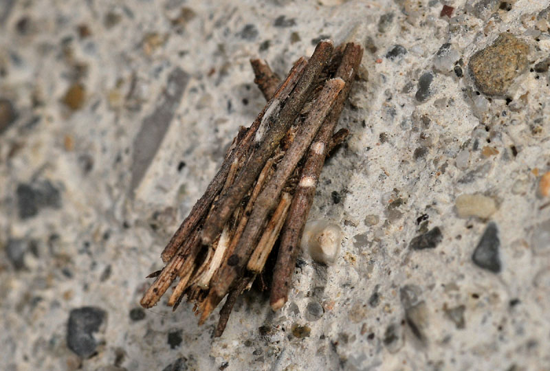 Astucci di Psychidae